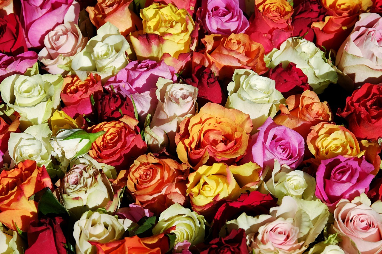 Rosen